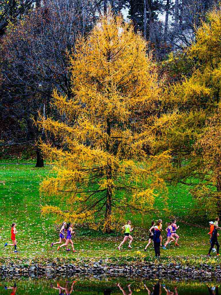 University of St. Ҵý cross country runners, running past a yellow tree on a golf course.